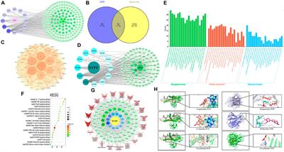 Anti-inflammatory and protective effects of Pimpinella candolleana on ulcerative colitis in rats: a comprehensive study of quality, chemical composition, and molecular mechanisms